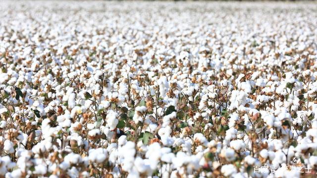 2020年棉花行情分析 高开高走原因与近期走势及收购展望