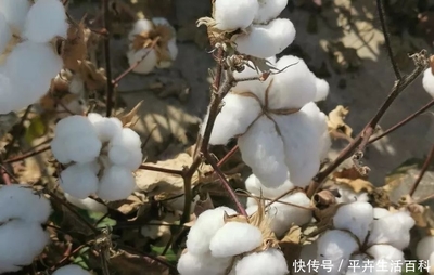 棉市方向不明时，兵团师级与银力集团调整收购策略分析