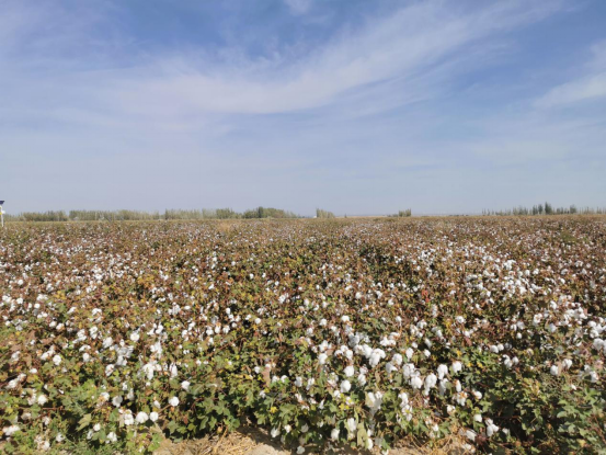 瓜州县供销社 二十万亩棉花丰收在望 规模化采摘蓄势待发