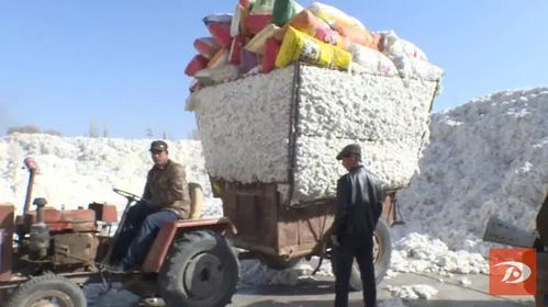 敦煌市3万多亩新棉开秤收购 价格高于去年，棉农喜迎丰收