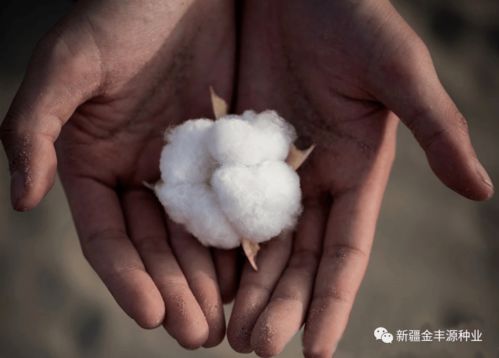提升棉花质量助力产业升级——致广大棉农和收购企业的倡议书